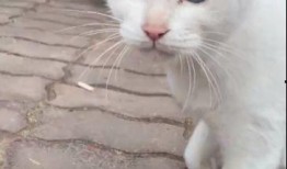 网友爆料猫咪死了视频,网友曝视频见证悲伤瞬间